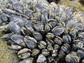 Mussel covered in barnacles at Botanical Beach in low tide, Vancouver Island, BC, Canada Royalty Free Stock Photo