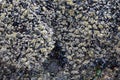 Mussel covered rocks artfully edged by water and sand, at low tide of Cannon Beach Royalty Free Stock Photo