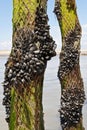 Mussel farm in the france sea