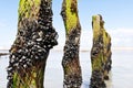 Mussel farm in the france sea