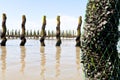 Mussel farm in the france sea