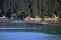 Mussel farm at Picton