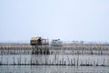 Mussel farm in sea along the mangrove forest