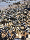 Mussel graveyard - hundreds of empty mussel shells