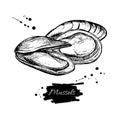 Mussel hand drawn vector illustration. Engraved style vintage seafood. Oyster sketch. Royalty Free Stock Photo