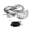 Mussel hand drawn vector illustration. Engraved style vintage seafood. Oyster sketch. Royalty Free Stock Photo
