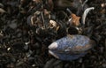 Mussel in a musselbed on the beach Royalty Free Stock Photo
