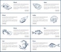 Mussel and Oyster Posters Set Vector Illustration