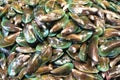 Mussel prepared as human food