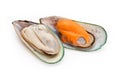 Mussel Royalty Free Stock Photo