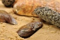 mussel on a sandy beach Royalty Free Stock Photo