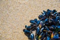 Mussel on a sandy beach. Background. Close-up. Royalty Free Stock Photo