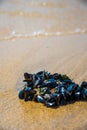 Mussel on a sandy beach. Background. Close-up. Royalty Free Stock Photo