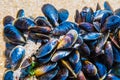 Mussel on a sandy beach. Background. Close-up. Royalty Free Stock Photo