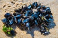 Mussel on a sandy beach. Background. Close-up. Royalty Free Stock Photo