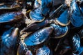 Mussel on a sandy beach. Background. Close-up. Royalty Free Stock Photo