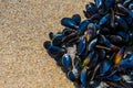 Mussel on a sandy beach. Background. Close-up. Royalty Free Stock Photo