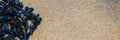 Mussel on a sandy beach. Background. Close-up. Royalty Free Stock Photo