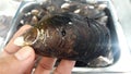 Mussel - sea creature, food seafood, nutritious beneficial to the body.