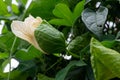 Mussel seeds, exotic flowers and plants, gorgeous fruits, emerging nutritious food! Royalty Free Stock Photo