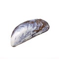 Mussel shell Royalty Free Stock Photo