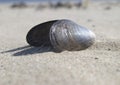 Mussel shell Royalty Free Stock Photo