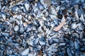 Mussel shell background. Empty mussel shell on the beach Royalty Free Stock Photo