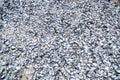 Mussel shell background. Empty mussel shell on the beach Royalty Free Stock Photo