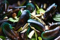 Mussel shell with herbs and spices cooked green mussel steaming seafood Royalty Free Stock Photo