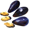 Mussel, shell, shellfish, set of sea mussels, fresh mollusk, seafood, close-up, isolated, hand drawn watercolor