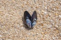 Mussel shell, two open halves, lying on a sandy beach. Close up. Royalty Free Stock Photo