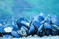 Mussel shells with barnacles growing on them.