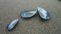 Mussel shells on the beach