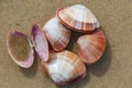 Mussel shells at the beach