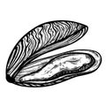 Mussel vector icon. Hand drawn doodle isolated on white background. Ink sketch of seafood. Royalty Free Stock Photo