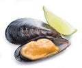 Mussel on a white background. Royalty Free Stock Photo