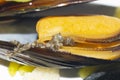 Mussel on the white plate , on the table Royalty Free Stock Photo