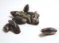 Mussels Royalty Free Stock Photo