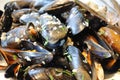 Mussels Royalty Free Stock Photo