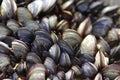 Mussels Royalty Free Stock Photo