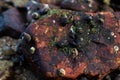 Mussels and algae on rock Royalty Free Stock Photo