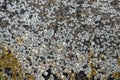 mussels attached to arctic sea rocks background Royalty Free Stock Photo