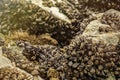 Mussels attached to a rock Royalty Free Stock Photo
