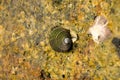 Mussels attached to rocks at low tide. Royalty Free Stock Photo