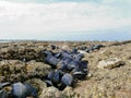 Mussels and barnacles close up on beach rocks at low tide Royalty Free Stock Photo