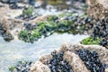 Mussels and barnacles clustered on rocks