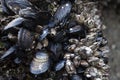 Mussels and Barnacles on reef