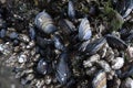 Mussels and Barnacles on reef