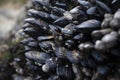 Mussels and Barnacles on reef Royalty Free Stock Photo
