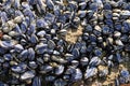 Mussels on Beach Royalty Free Stock Photo